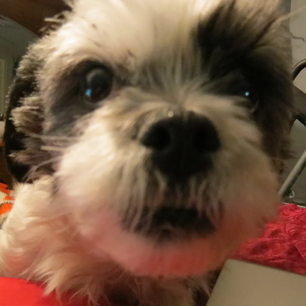 andrewthemild.bsky.social's profile picture