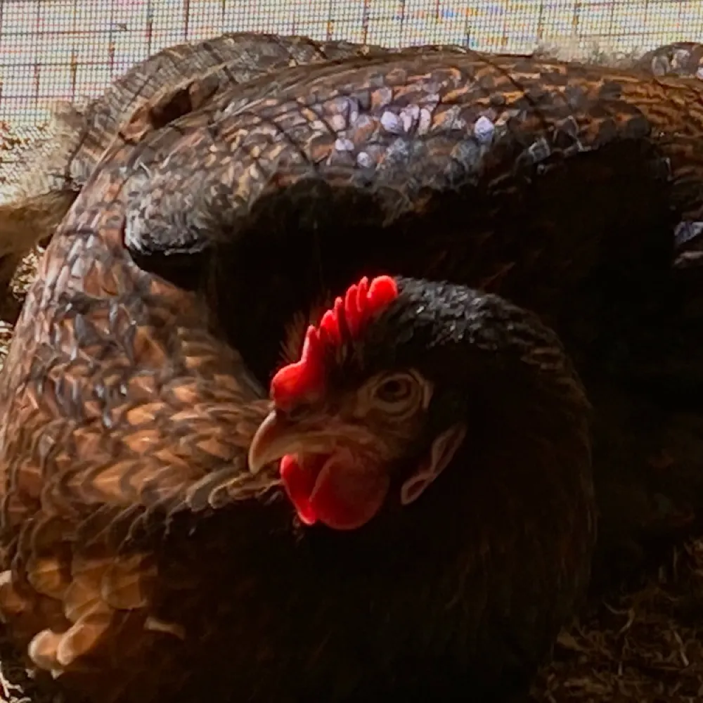 desert-chickens.bsky.social's profile picture