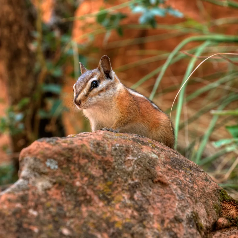 silnocus.cryptoanarchy.network's profile picture