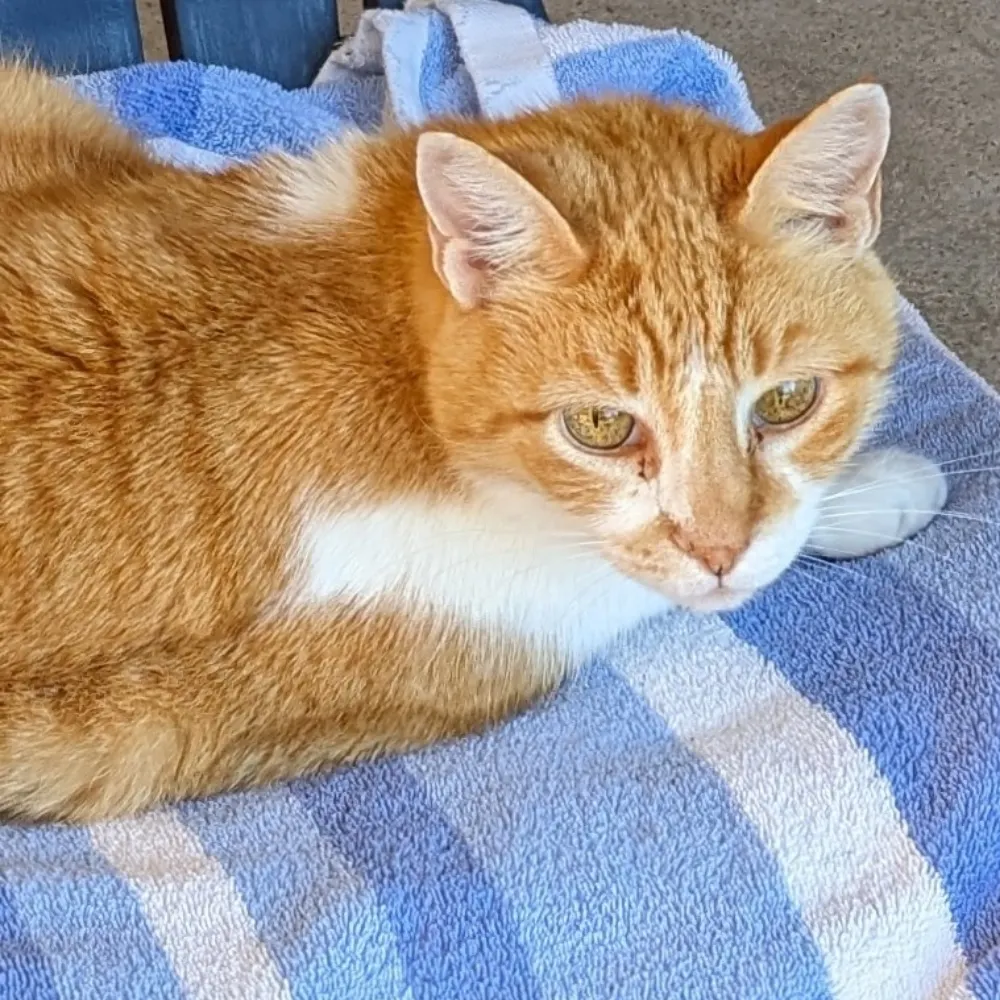 catonrouge.bsky.social's profile picture