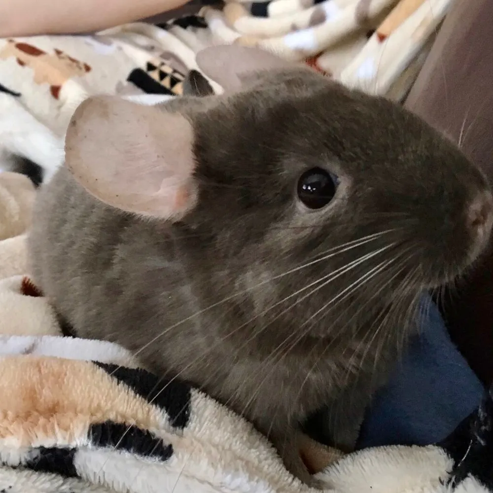 vermonter222.bsky.social's profile picture