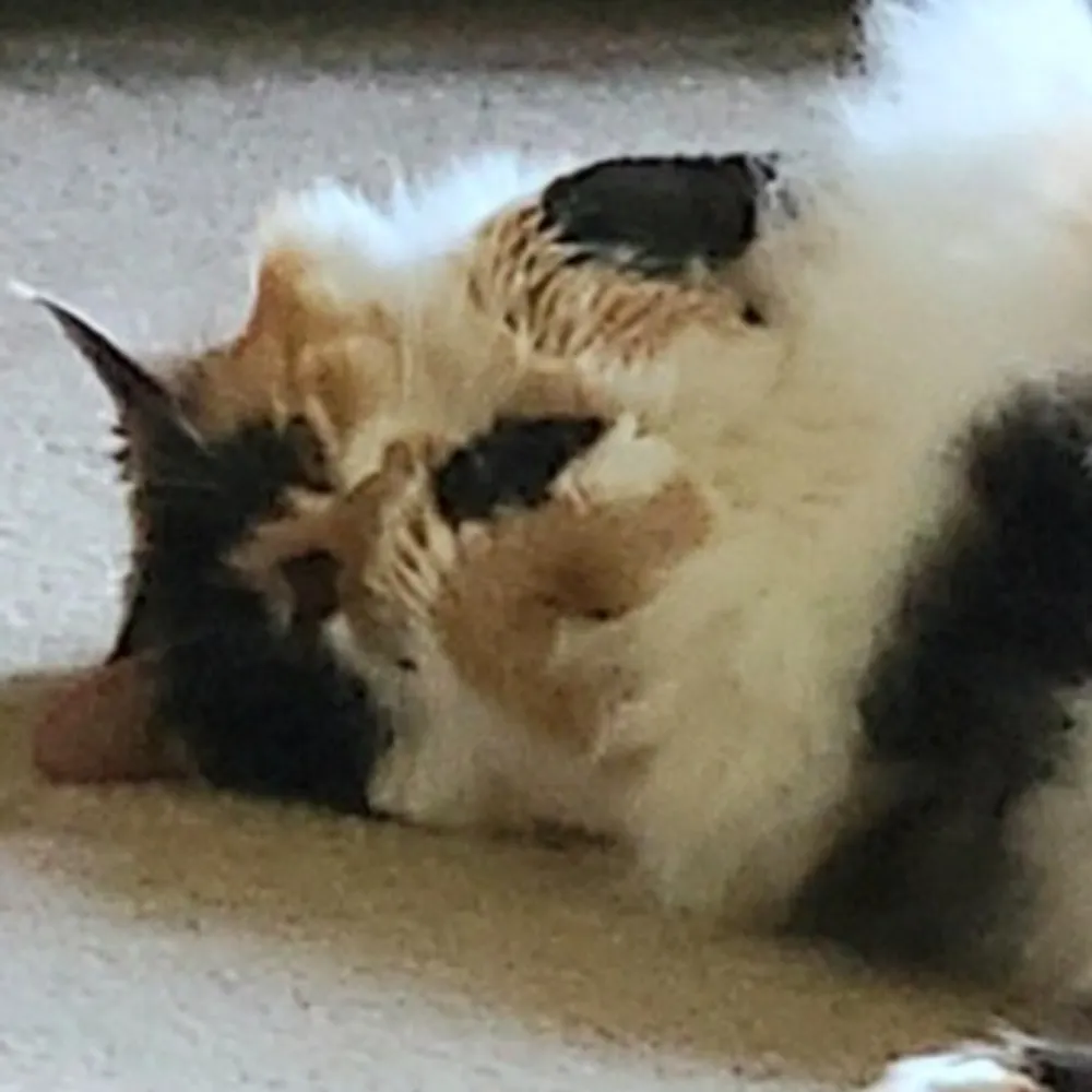 sue-2cats.bsky.social's profile picture