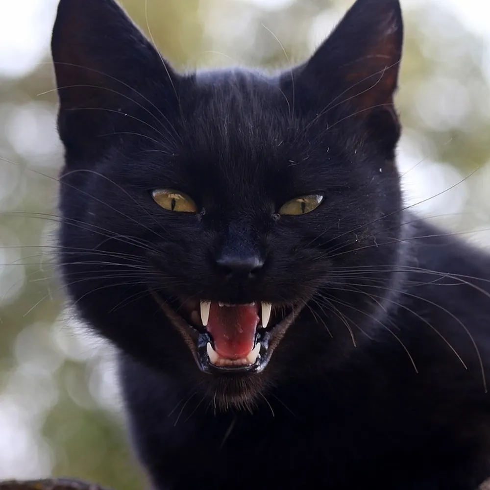 huggykitty.bsky.social's profile picture