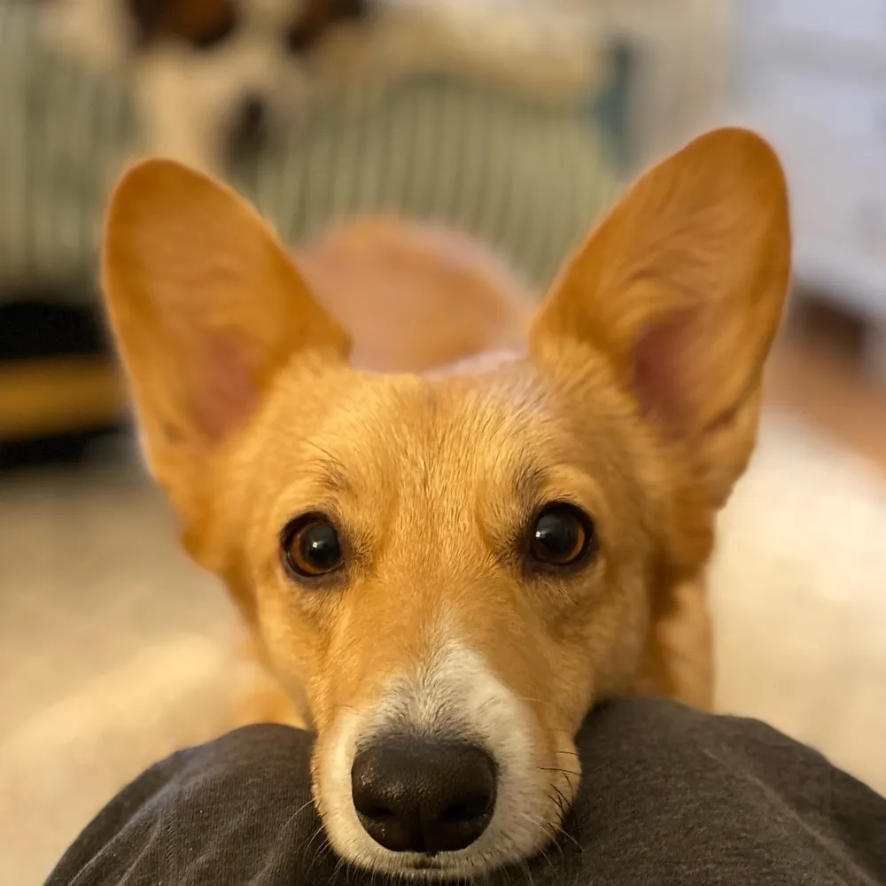 bamafan135.bsky.social's profile picture