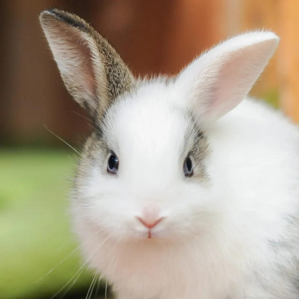 deftestleftist.bsky.social's profile picture