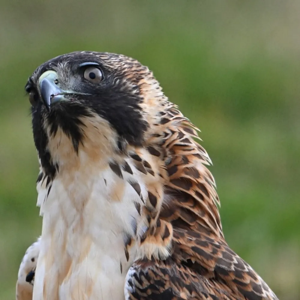 samedayshipping.bsky.social's profile picture