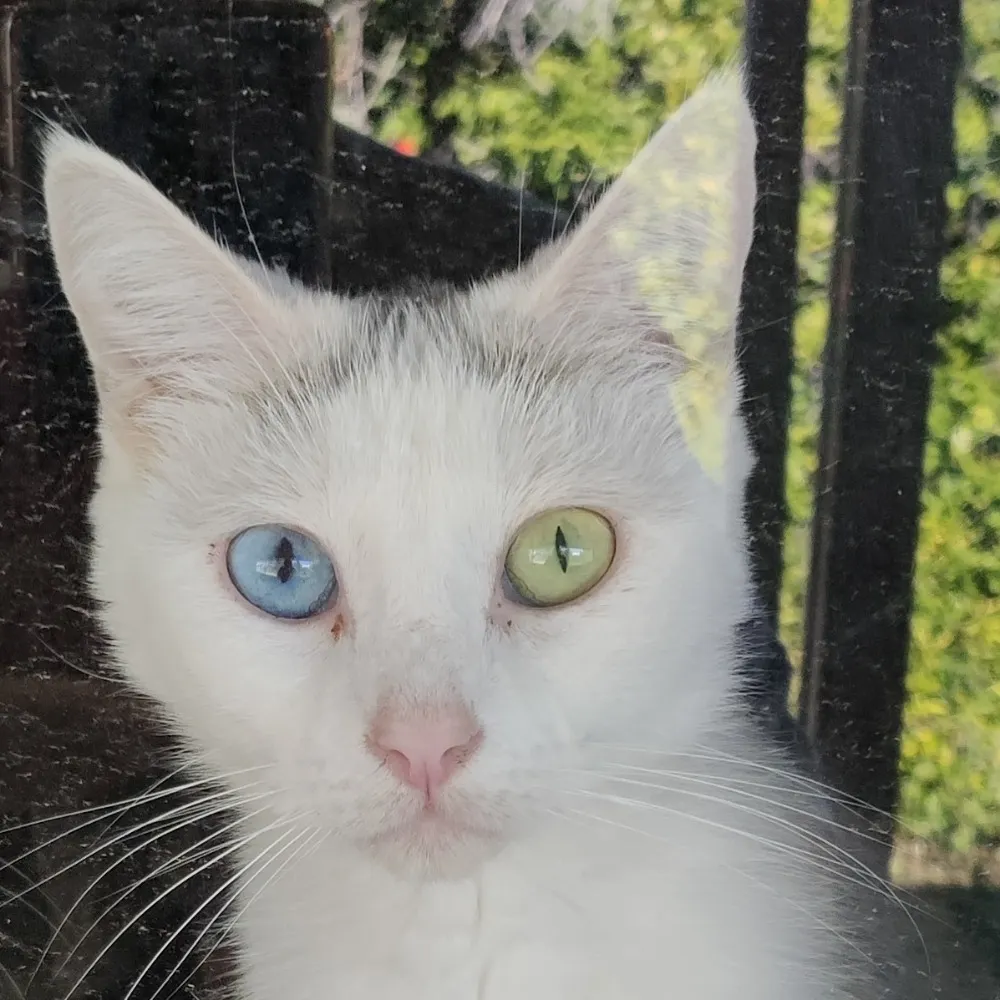 gato918.bsky.social's profile picture