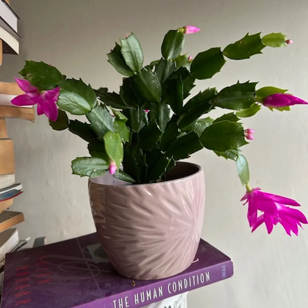 lucyfyson.bsky.social's profile picture