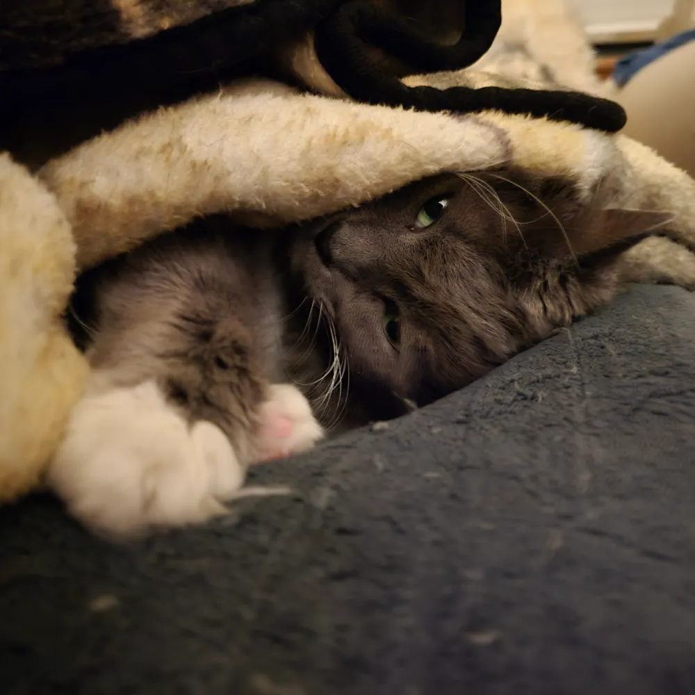 juniperriver.bsky.social's profile picture