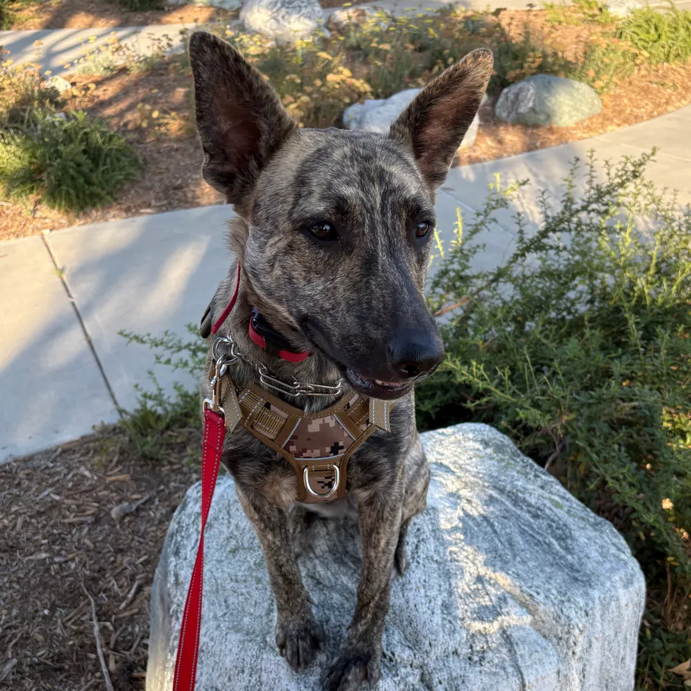 yogaskidogs.bsky.social's profile picture