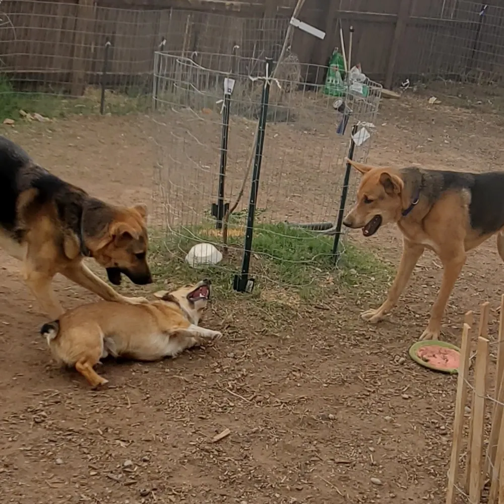 snstrl.bsky.social's profile picture