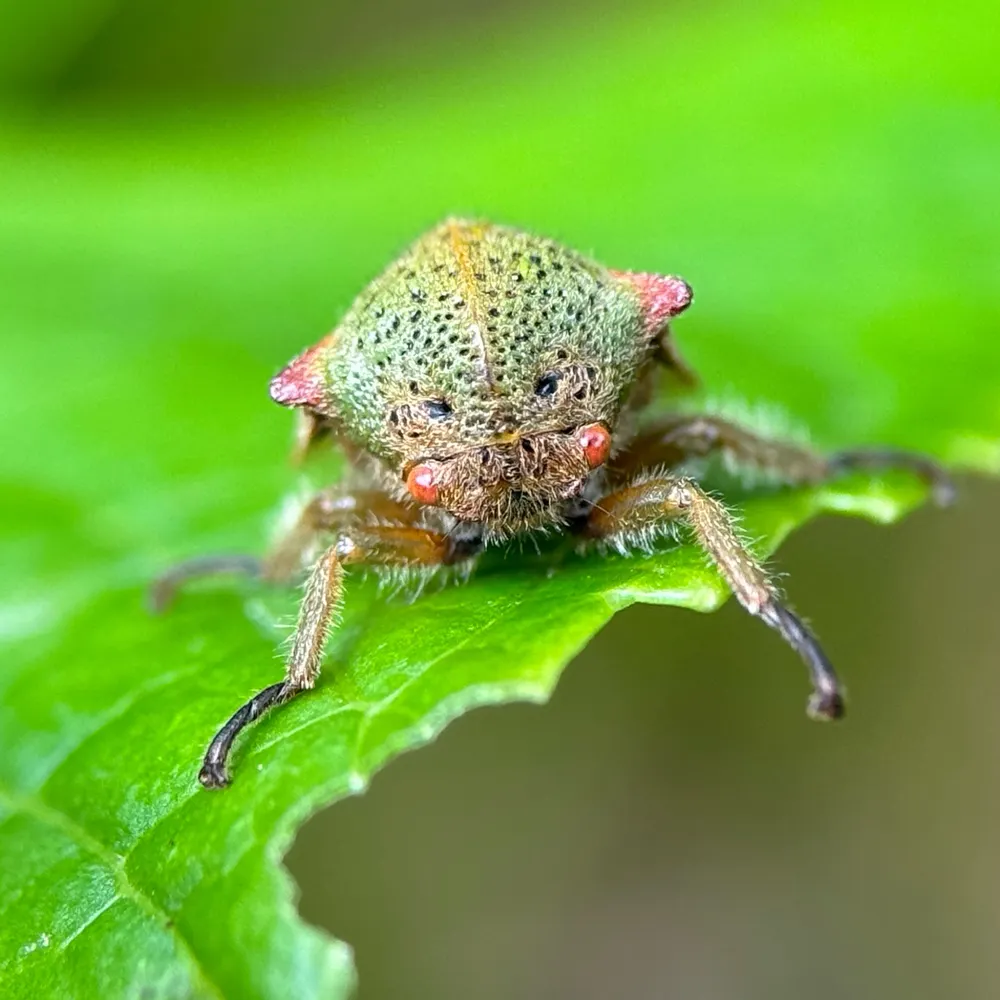 bealeiderman.bsky.social's profile picture