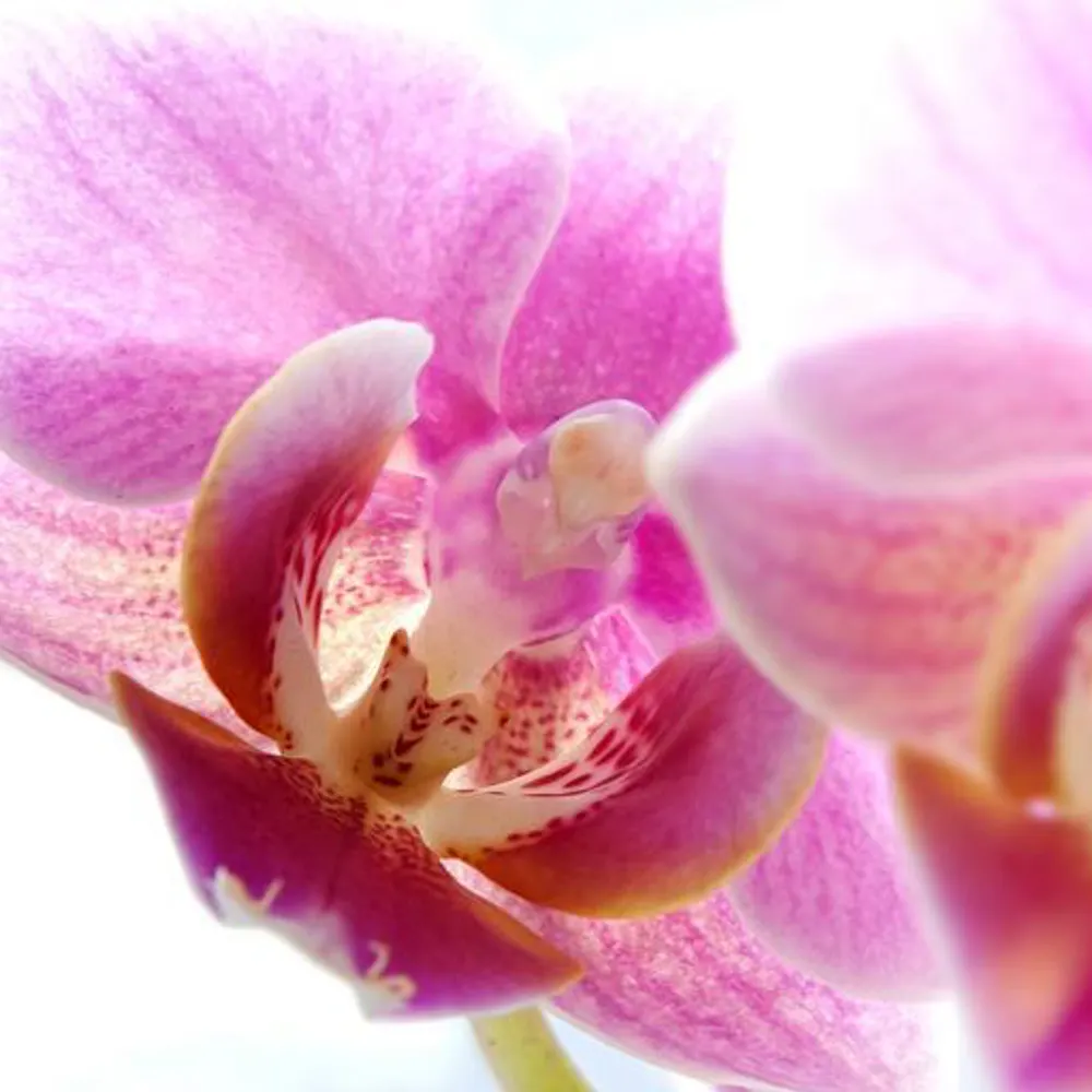 opheliadreaming.bsky.social's profile picture