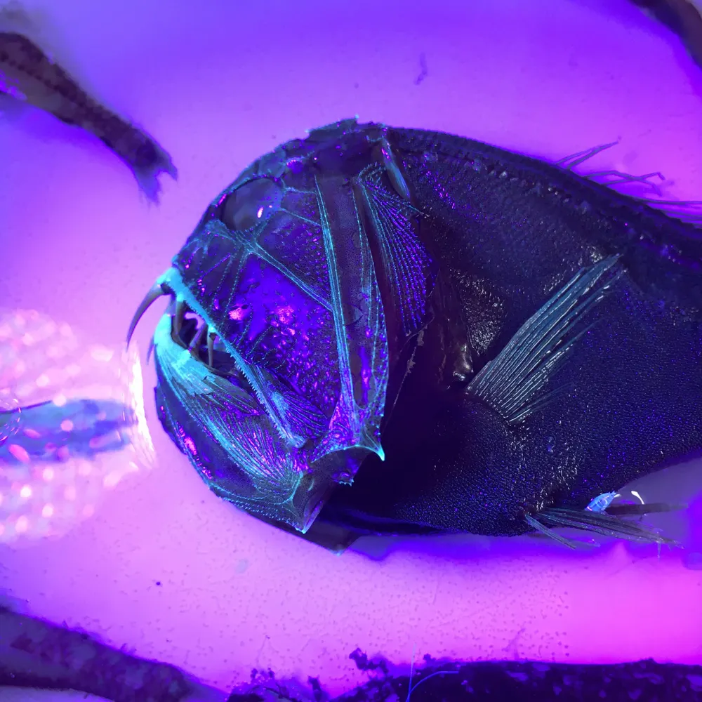 jethroreading32.bsky.social's profile picture