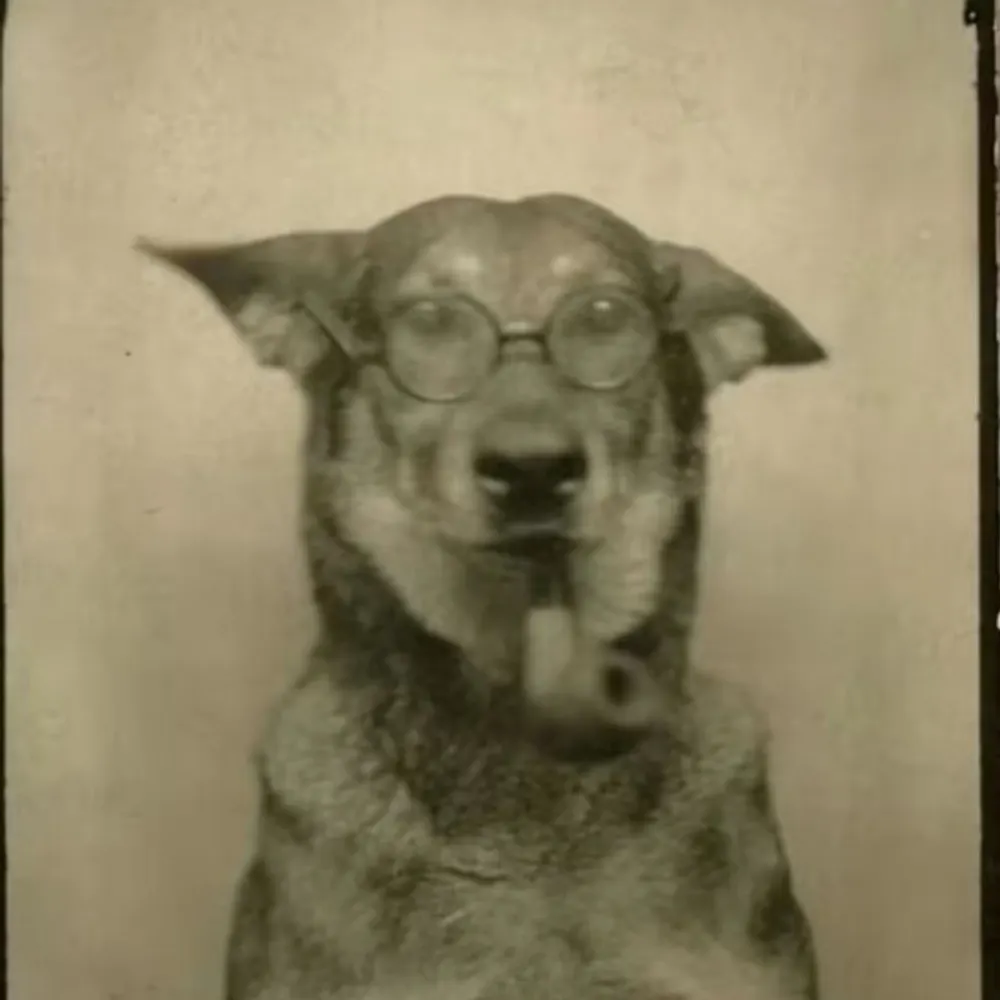 saurodesenho.bsky.social's profile picture