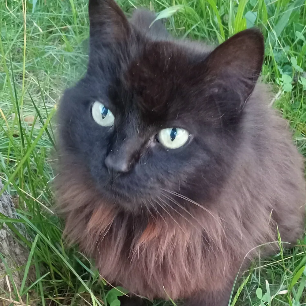 lezurko.bsky.social's profile picture