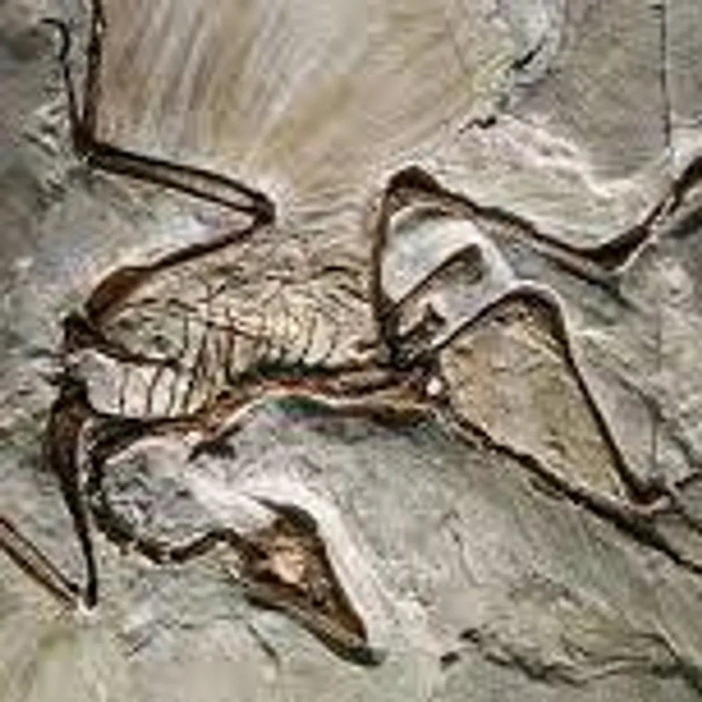 transitfossil.bsky.social's profile picture