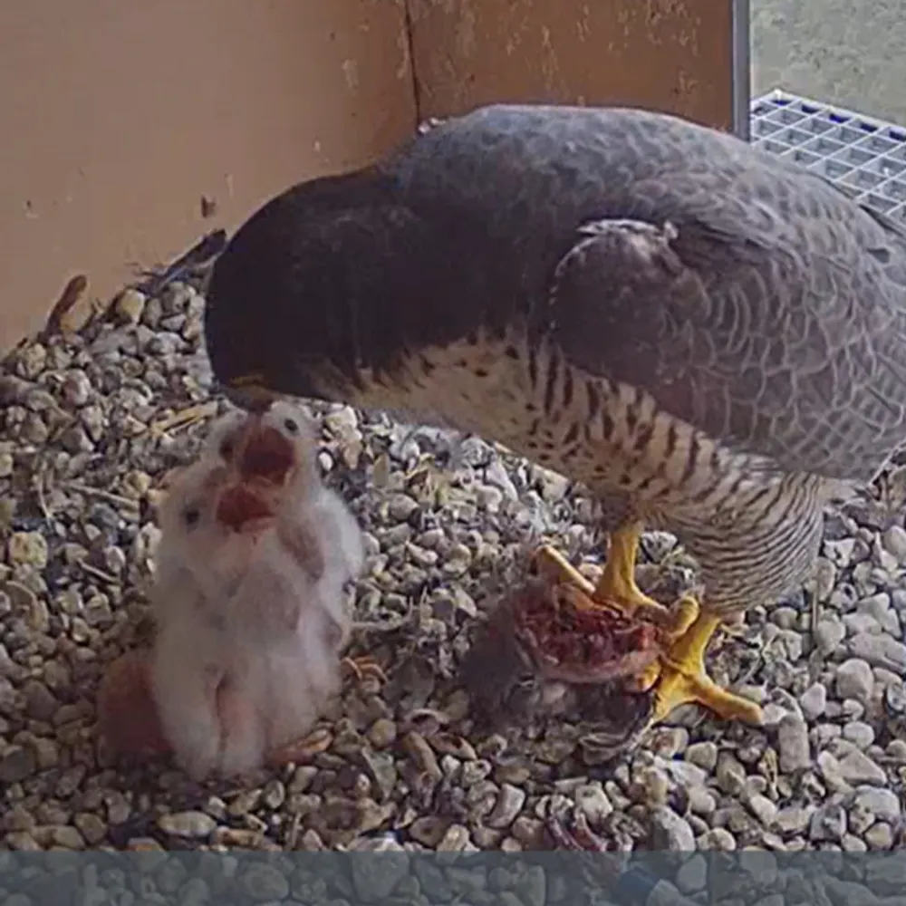 patriziarosa.bsky.social's profile picture