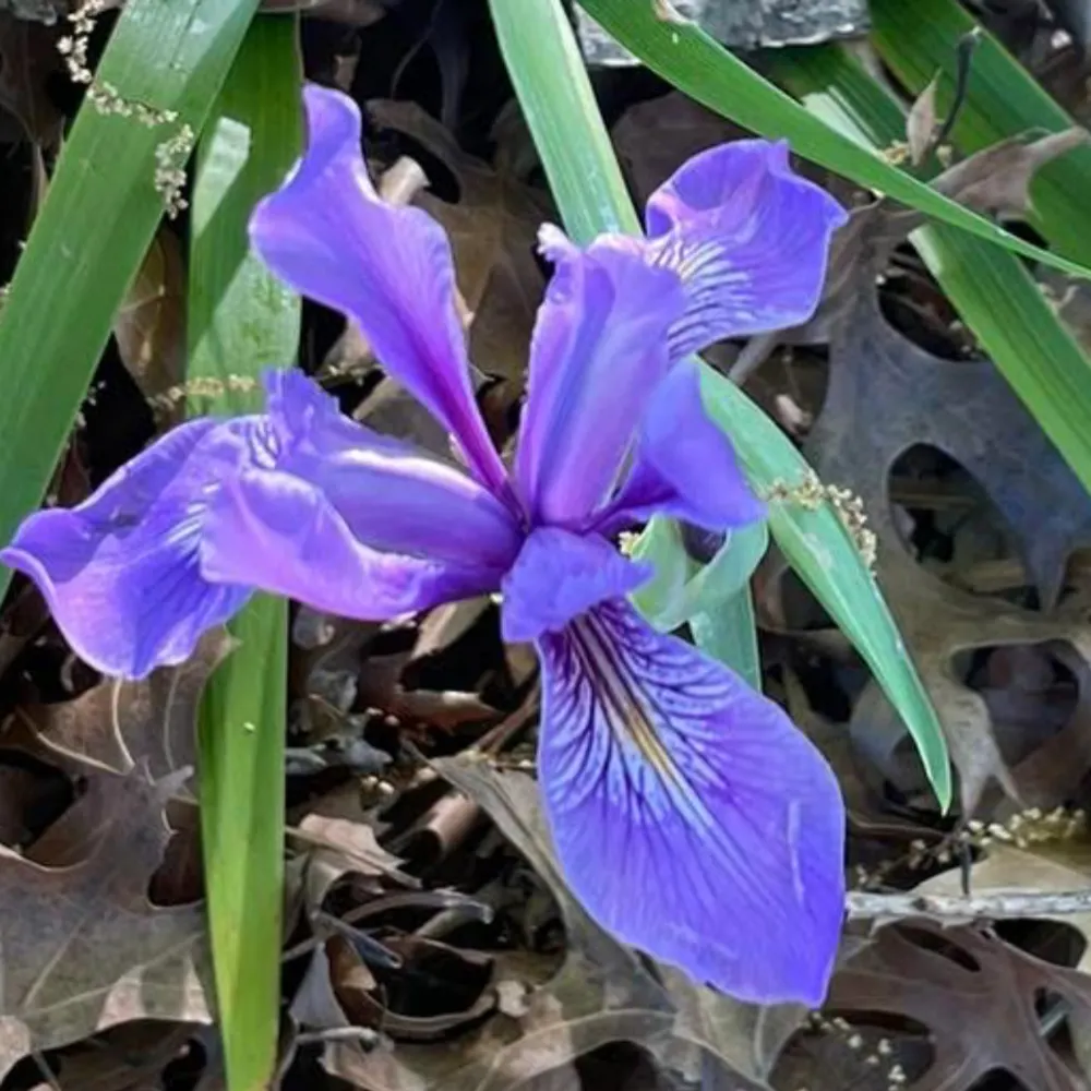 californiamadre.bsky.social's profile picture