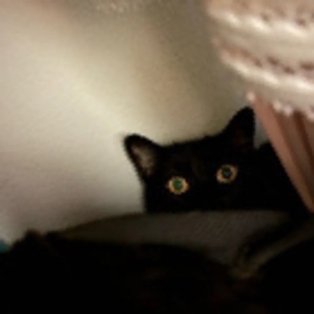 modernmulligan.bsky.social's profile picture