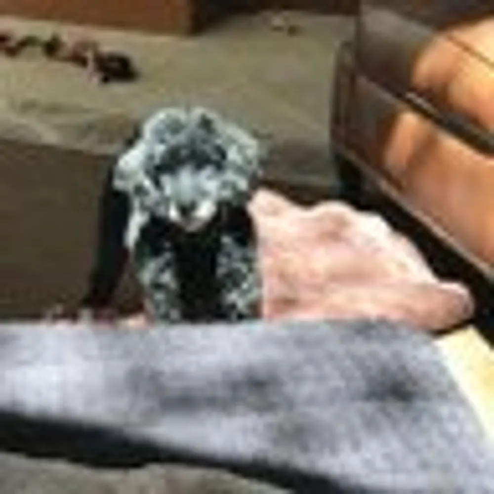 sheasheagirl.bsky.social's profile picture