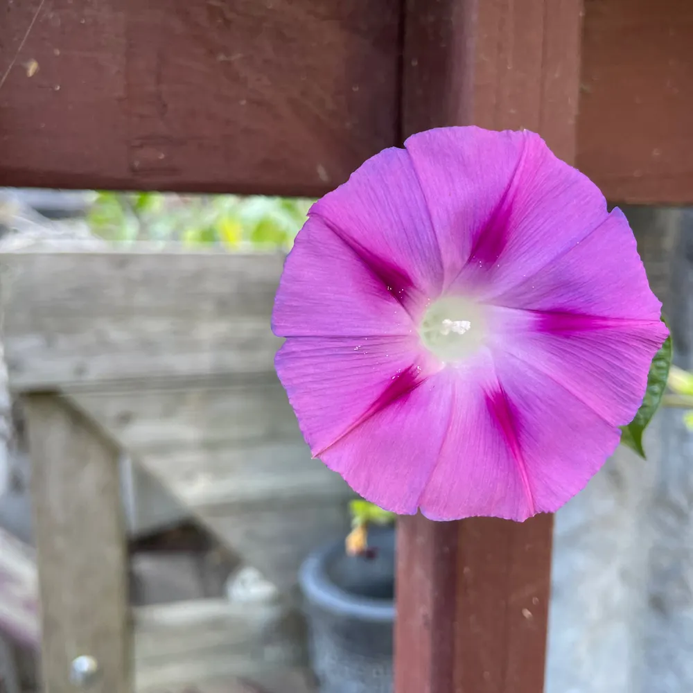 crocusinthespring.bsky.social's profile picture