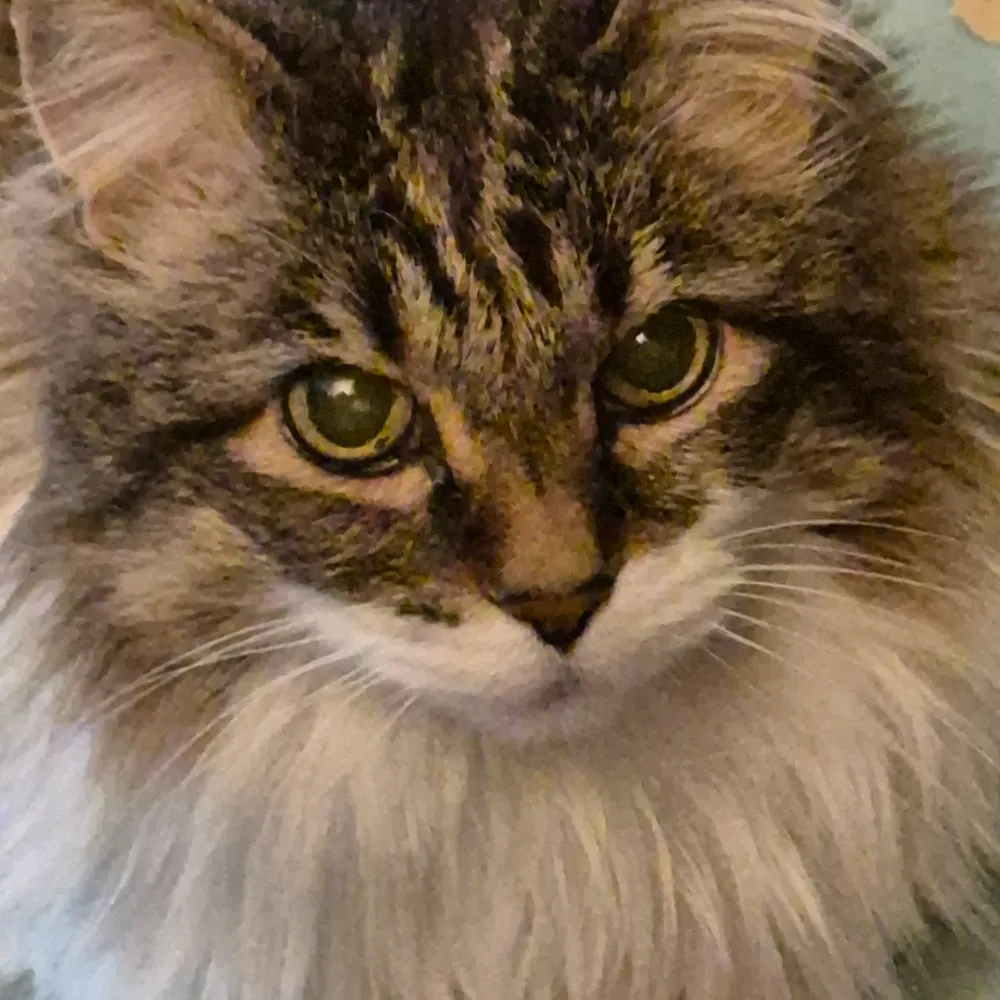 jackiegardens.bsky.social's profile picture