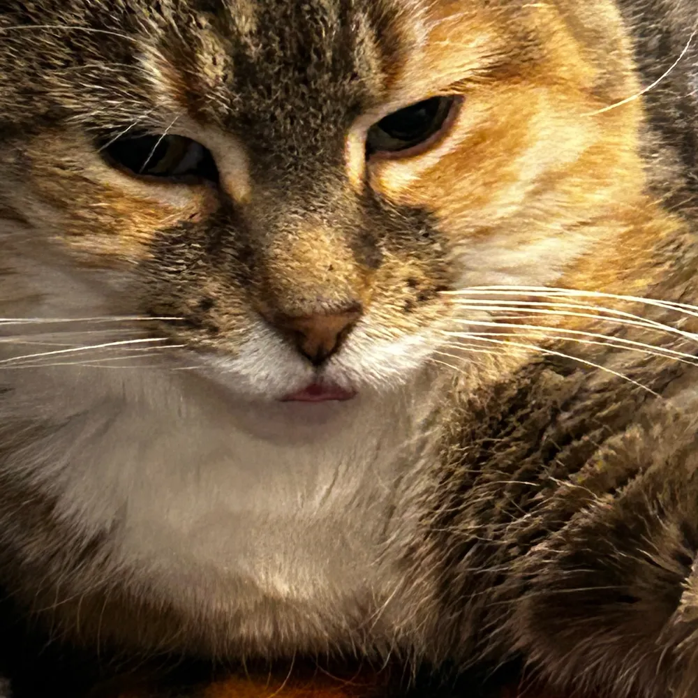 dalekrabbit.bsky.social's profile picture