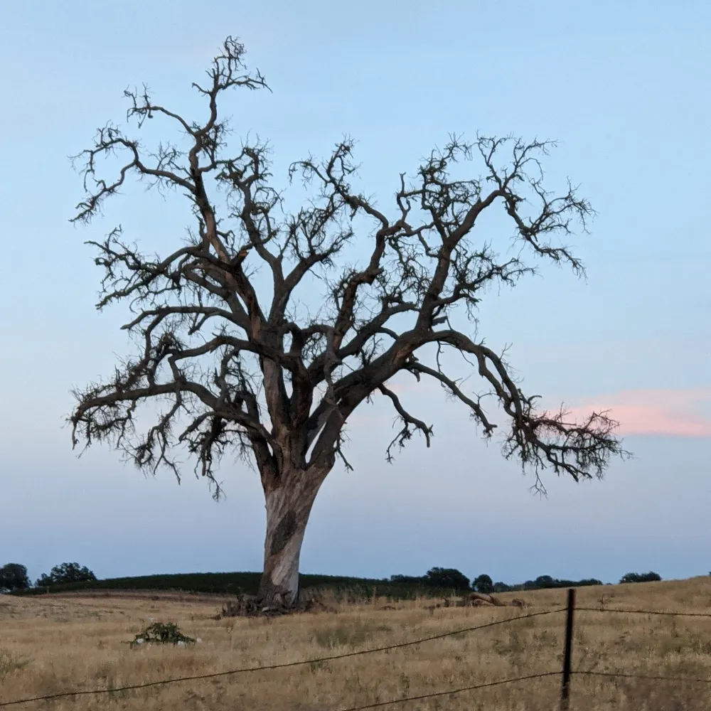 evilpuppet25.bsky.social's profile picture