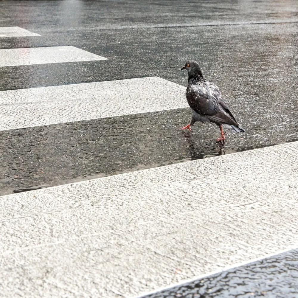 thisjaywalker.bsky.social's profile picture