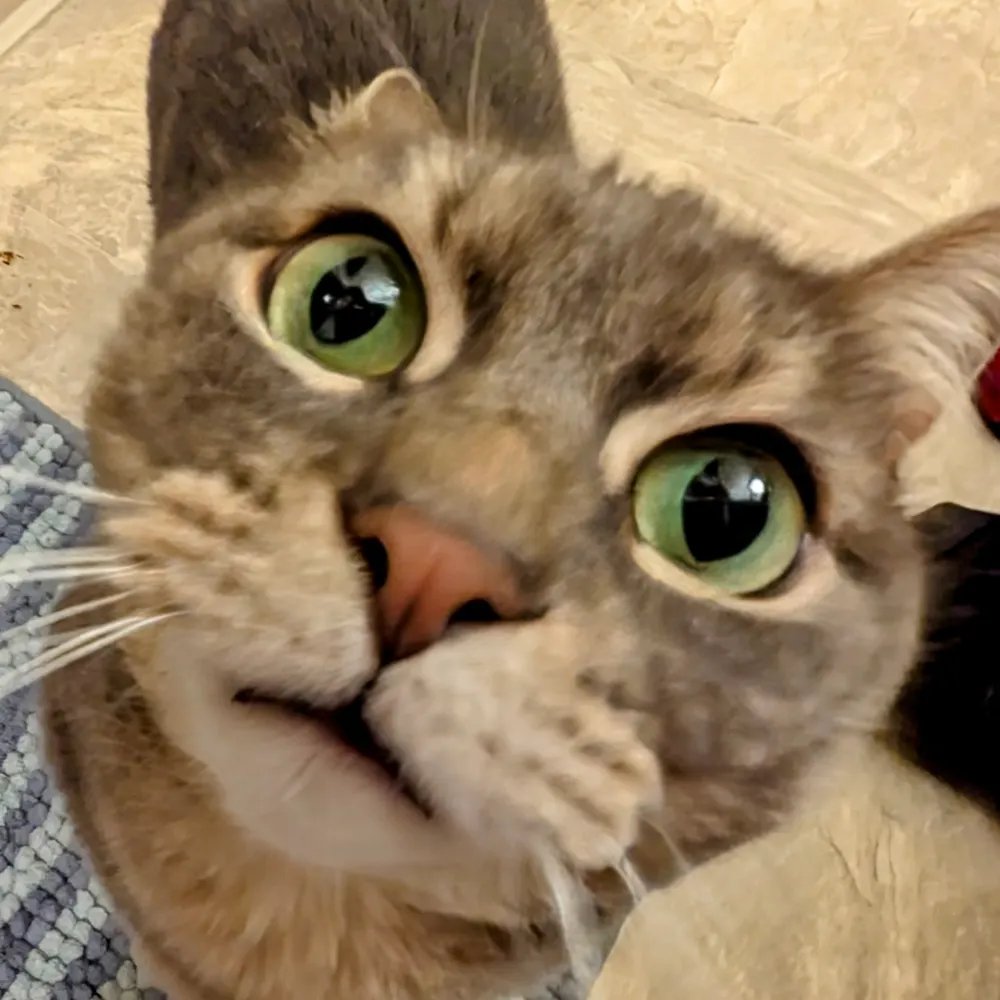 gummidog.bsky.social's profile picture