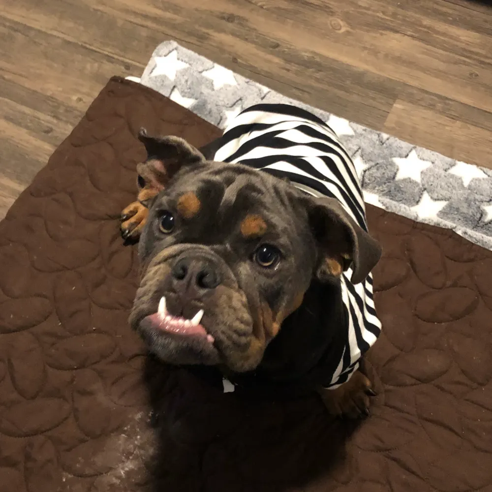 sammieanne-angus.bsky.social's profile picture