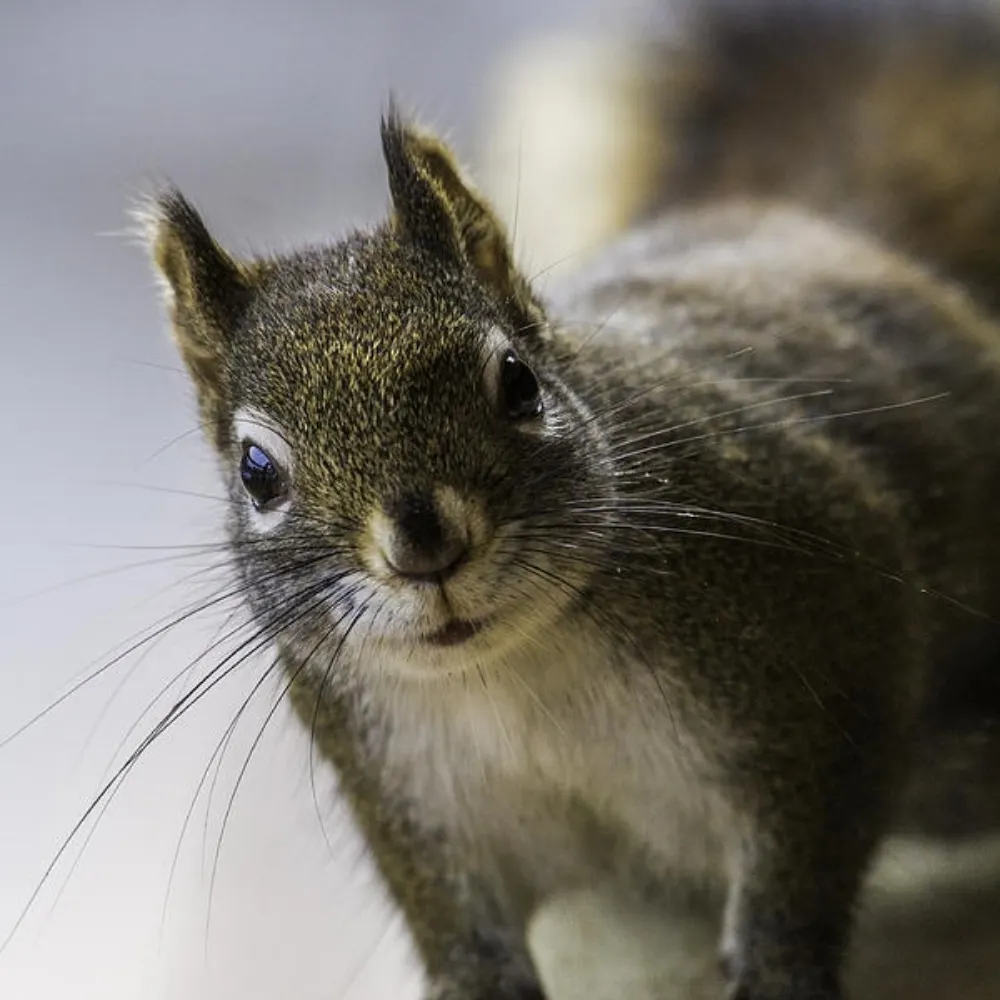 political-peanut.bsky.social's profile picture