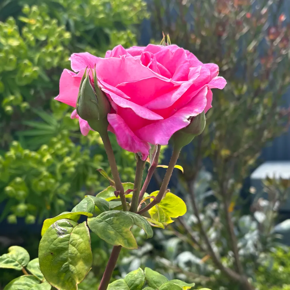 minniesmum.bsky.social's profile picture