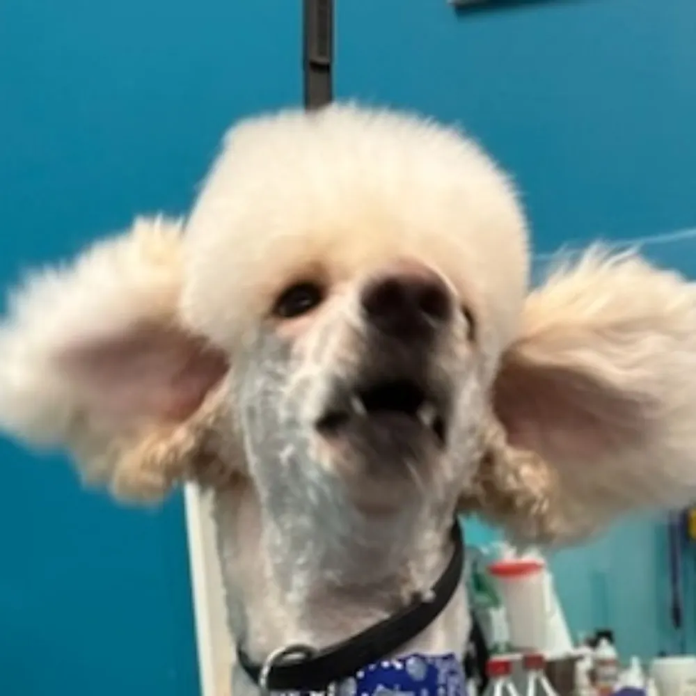 b-raineater.bsky.social's profile picture