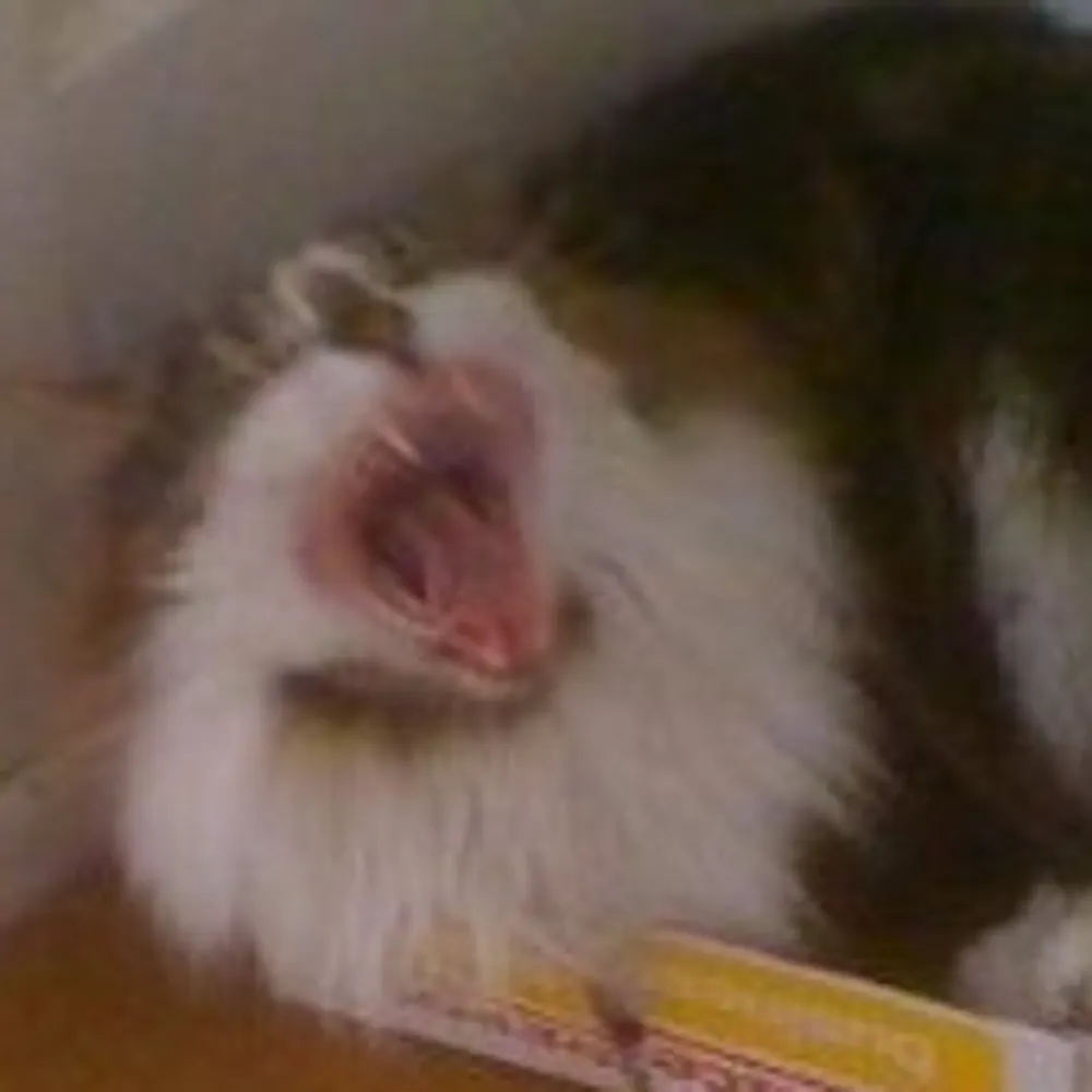 eggandbacon.bsky.social's profile picture