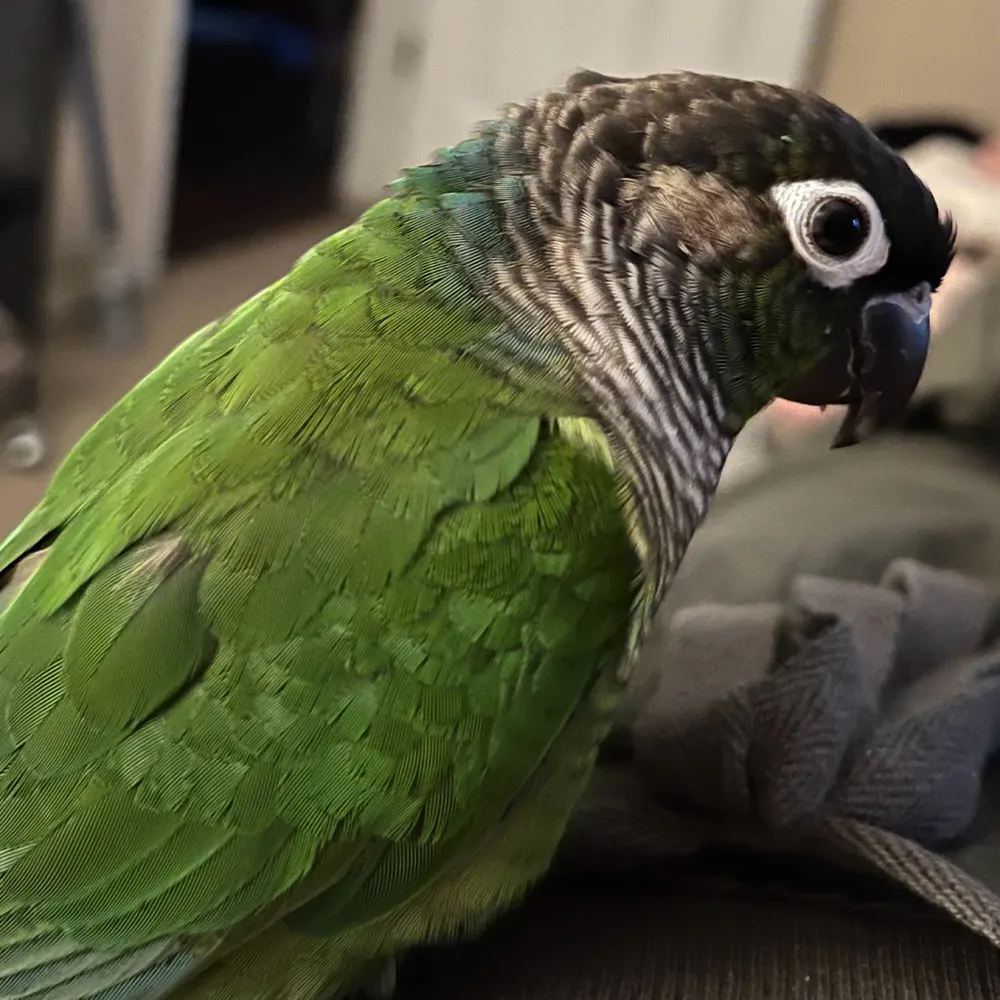 kodoandsangha.bsky.social's profile picture