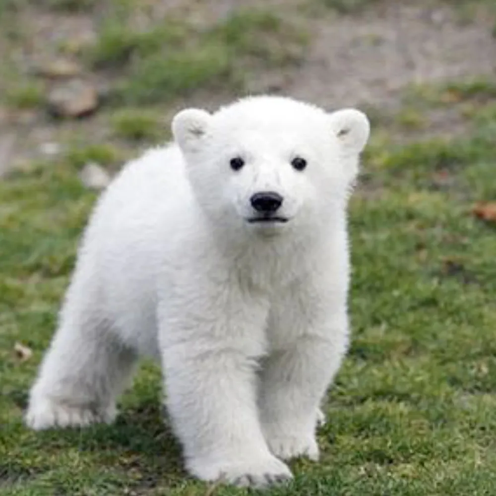 runuphill.bsky.social's profile picture