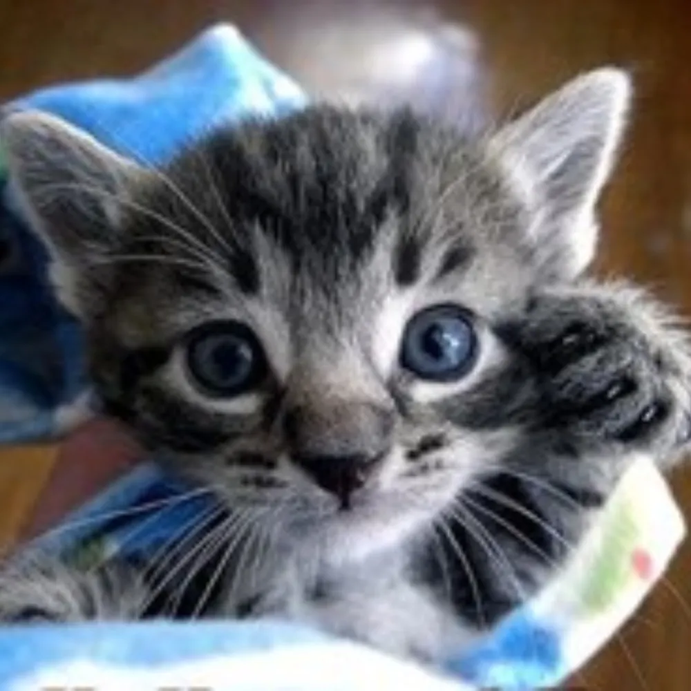 chelseanh.bsky.social's profile picture