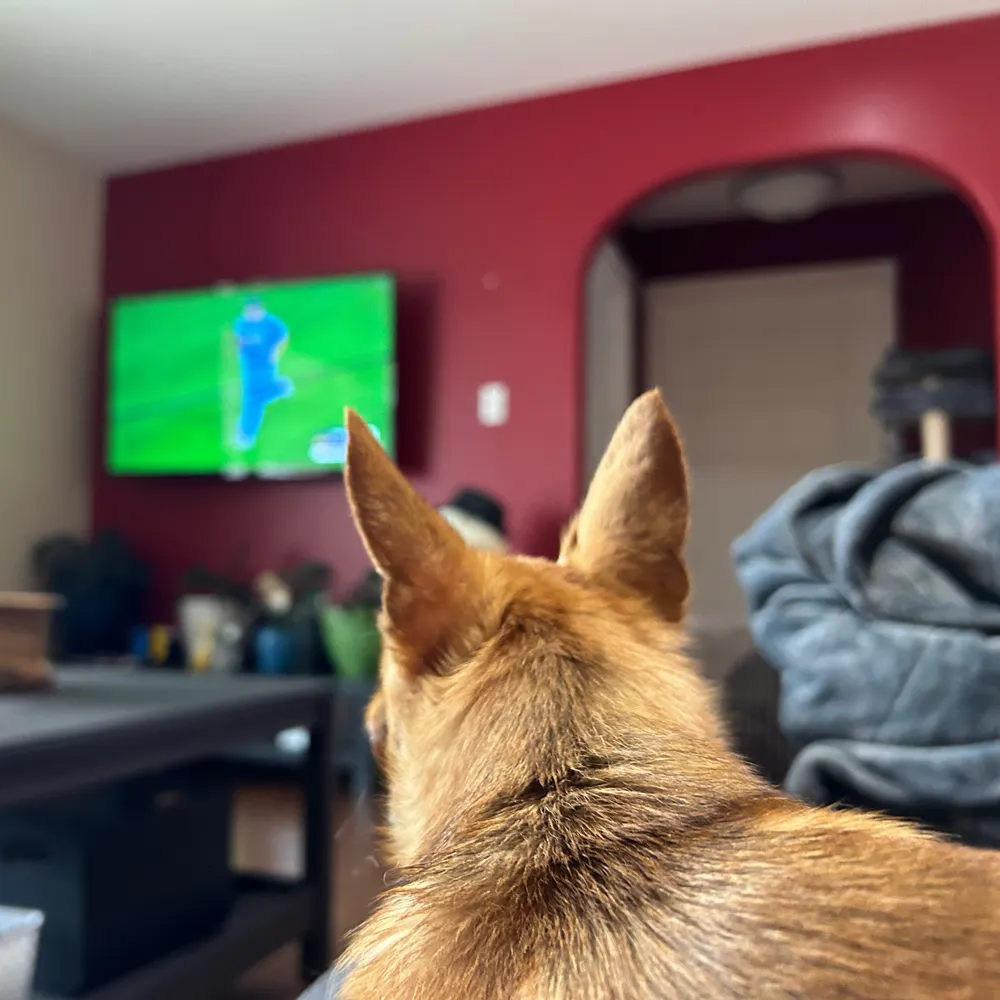 pugganoche.bsky.social's profile picture