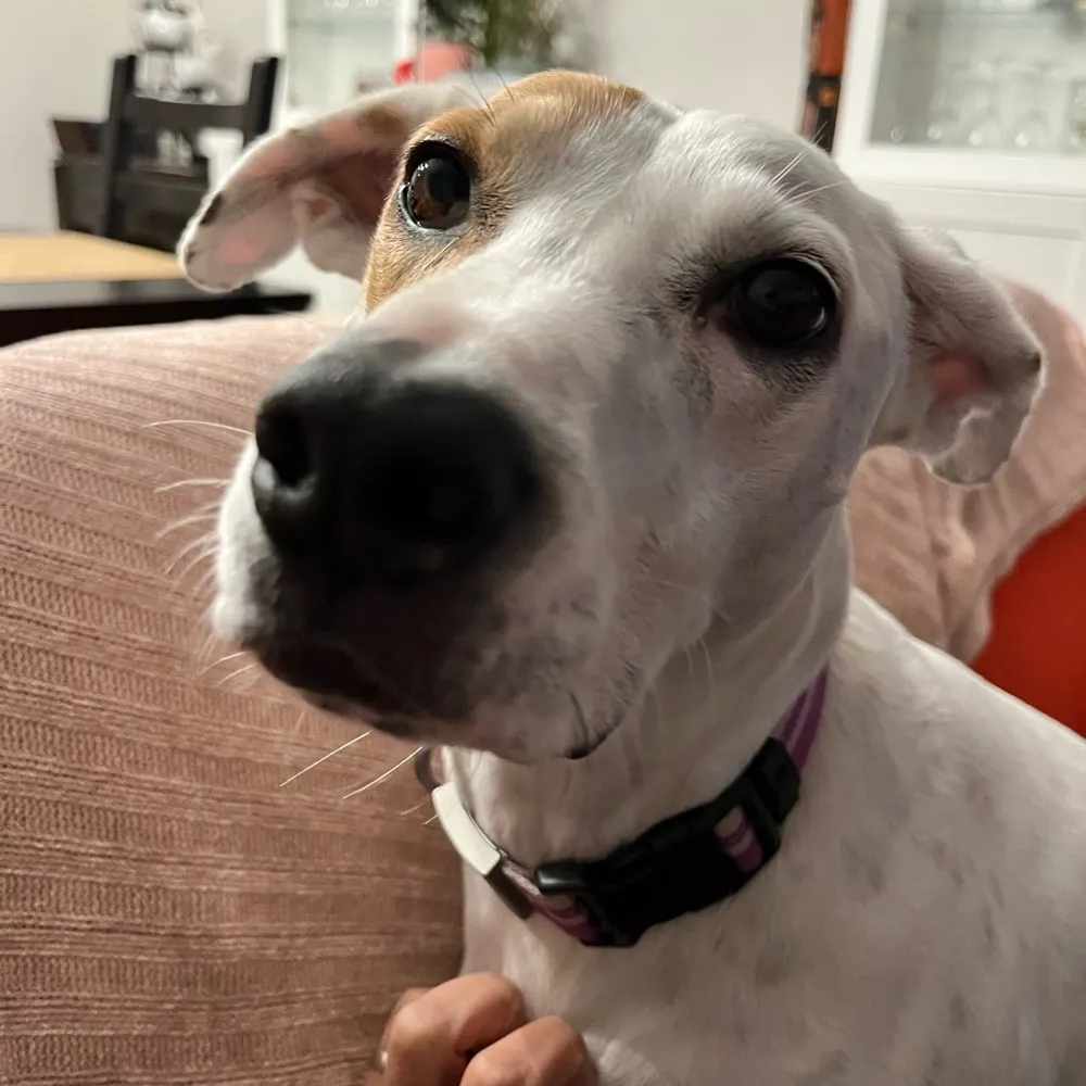 jeevmon.bsky.social's profile picture