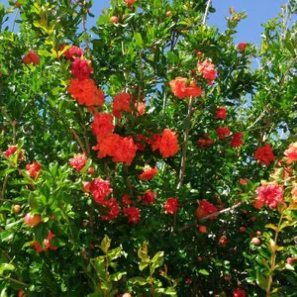 bajaarizona.bsky.social's profile picture