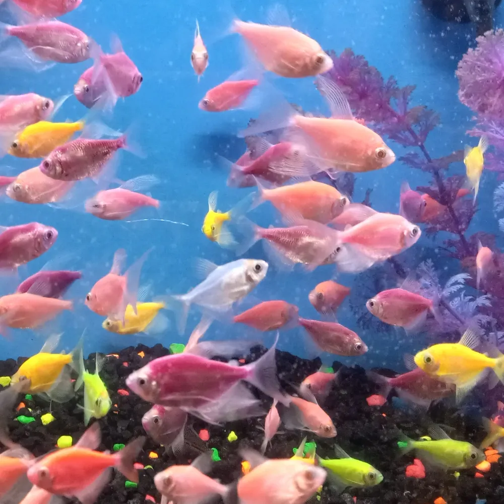 artisanbrain.bsky.social's profile picture