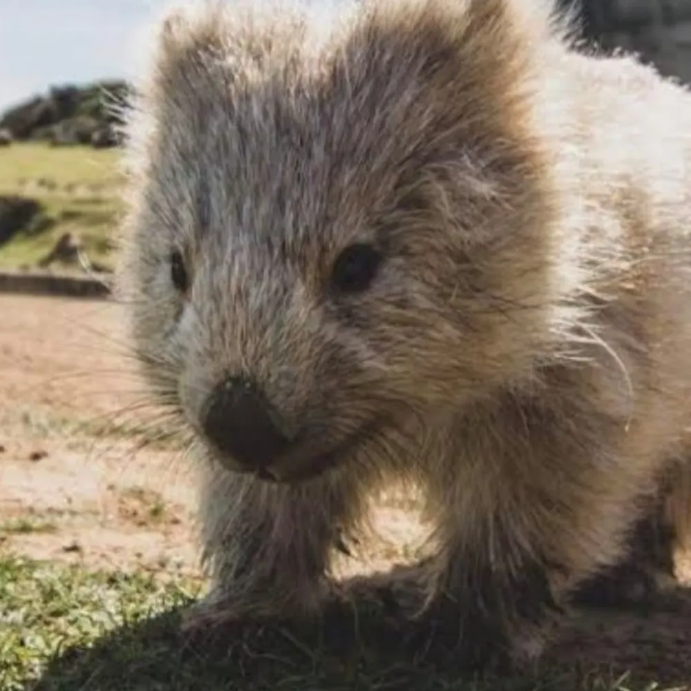 hotchilliguy.bsky.social's profile picture