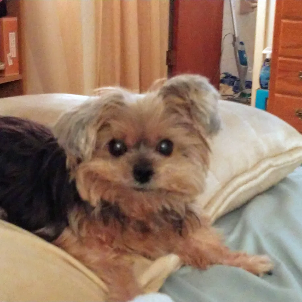 allmykidshavepaws.bsky.social's profile picture