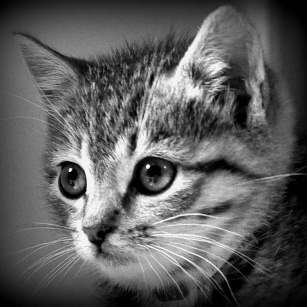 konekoresearch.bsky.social's profile picture