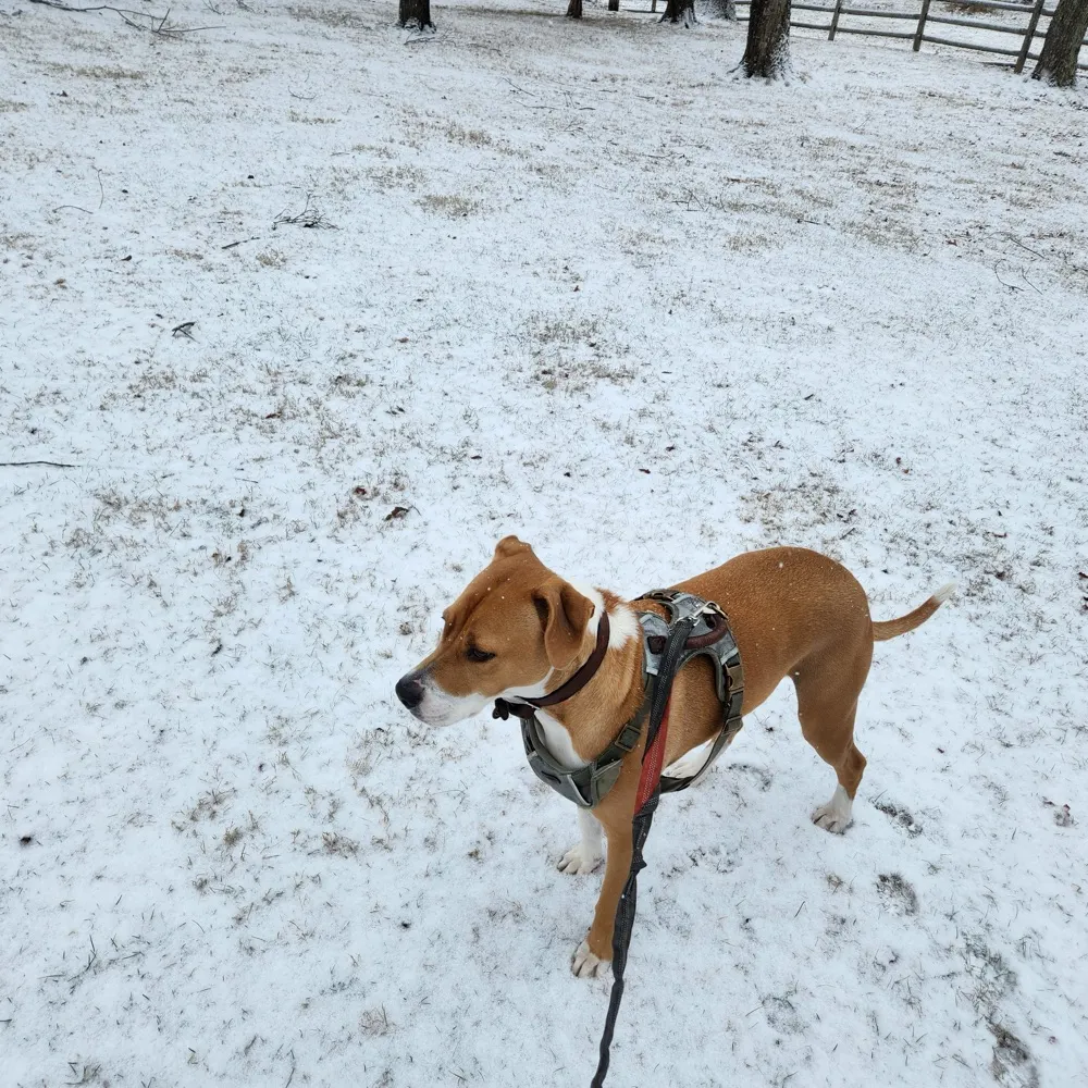 pitbullmtkerr.bsky.social's profile picture