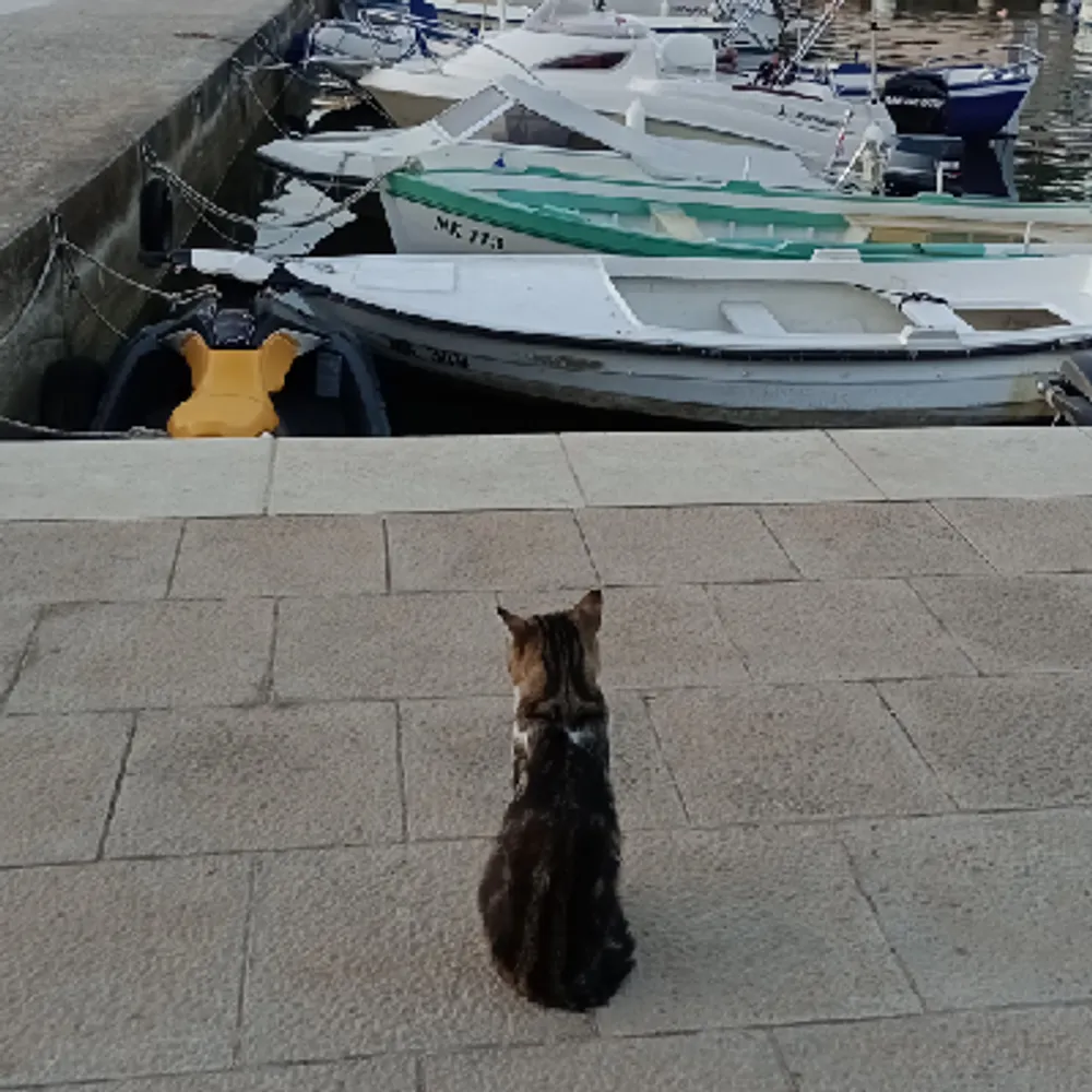 katzenschiff.bsky.social's profile picture