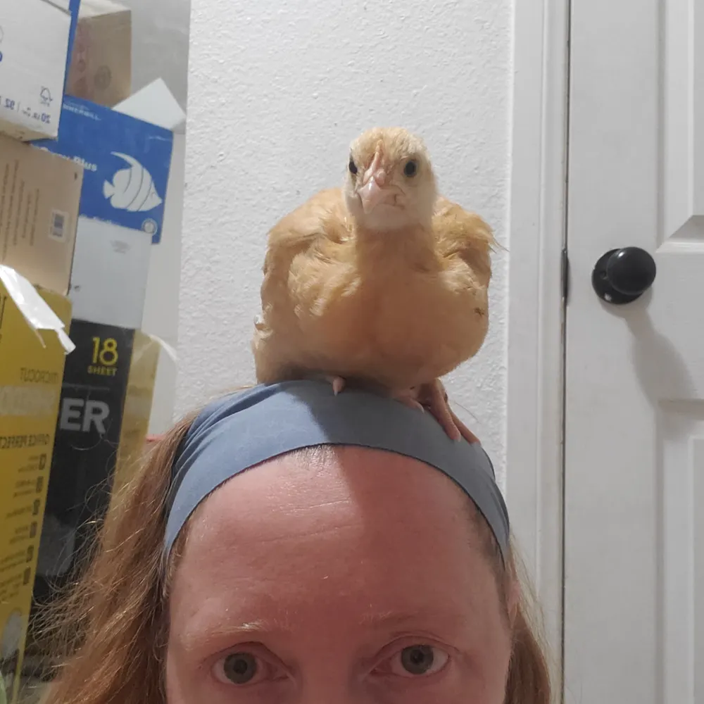 sawcat.bsky.social's profile picture