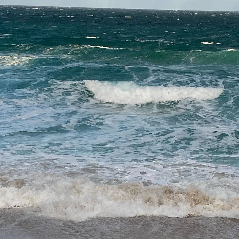 shellcollector.bsky.social's profile picture